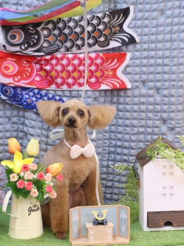 20230528ももちゃん